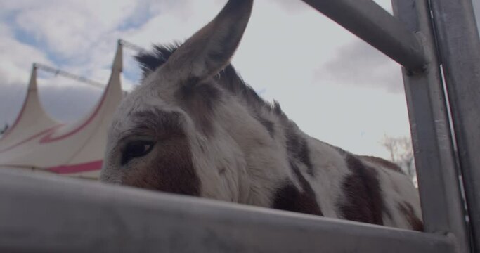 Close-up of muzzle of donkey against the background of a circus tent. Using animals in circuses is an unnecessary and inhumane practice that's harmful to both the animal and the public.