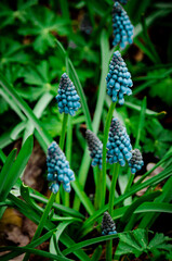 Stadtpark, Hannover.