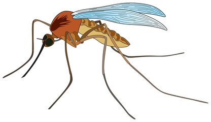 cartoon mosquito flying insect animal vector drawing harmful creature spreading malaria disease and epidemics a comic character fly wings on isolated background gnat object icon symbol logo concept