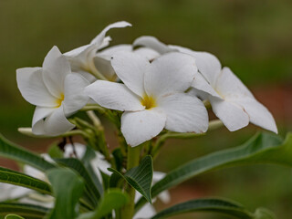 white flowers