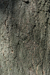tree bark texture