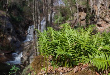 Nogaleas Ravine fern, Extremadura, Spain