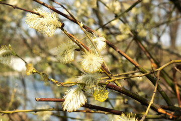 Willow branch against the background of the river and trees on a spring sunny day. natural image. The concept of the awakening of nature. © Tatyana