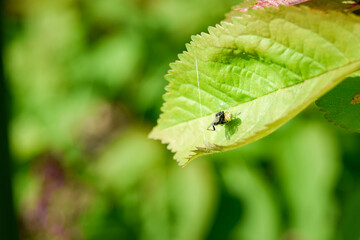 ants on a leaf
