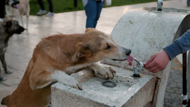 Homeless street dog drinks water from tap. Merciful kind man gives water to the dog