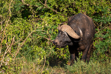 African buffalo in Tsavo National Park, Kenya.