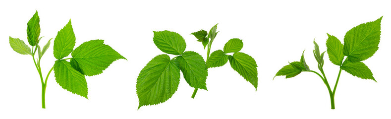 set : young raspberry sprouts with branches and green leaves isolated on white background. growing plant.