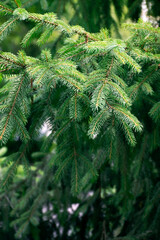 Pine branch & twig. Young green sprouts fir tree twig needles. Pine branch sprouts on coniferous background