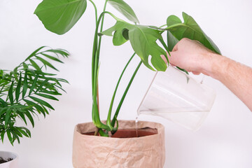 A man waters a monstera plant from a watering can. Care of home plants.