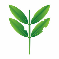 green leaf isolated on white background	