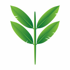 green leaf isolated on white background	