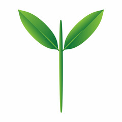 green leaf isolated on white background	