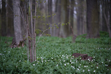 Selective focus of tree stump in floodplain forest with wild garlic and anemones. Undergrowth of bear garlic in the hardwood forest with deciduous trees and stumps.
