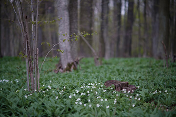 Selective focus of tree stump in floodplain forest with wild garlic and anemones. Undergrowth of bear garlic in the hardwood forest with deciduous trees and stumps.