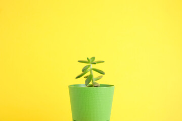 Houseplant against a bright wall. The concept of biophilia in the interior. Succulent in a pot on a colored background with copyspace