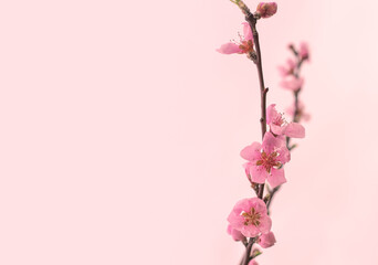 Twig with pink spring sakura flowers on a pink background. Floral background, template, invitation with copy space.