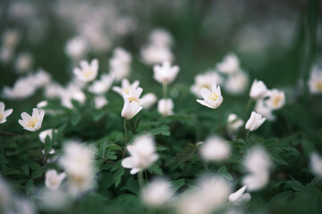 Selective focus of spring anemone flowers (Anemonoides nemorosa) in floodplain hardwood forest with wild garlic and windflower. Bunch of spring flowers.