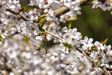 Blossom white japanese cherry tree - close-up on a branch
