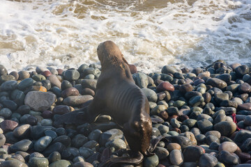 Skinny dying South American sea lion (Otaria flavescens) get out on rocks coast in Lima due to El Nino