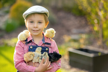 Cute sweet little blond child, toddler boy, playing with little chicks in the park, baby chicks and...