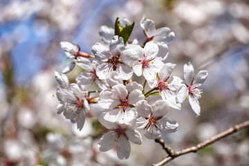 Obraz premium Blossom white japanese cherry tree - close-up on a branch