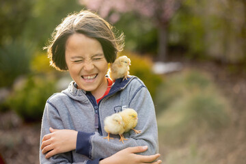 Cute sweet child, preteen boy, playing with little chicks in the park, baby chicks and kid . © Tomsickova
