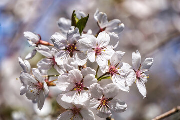 Blossom white japanese cherry tree - close-up on a branch