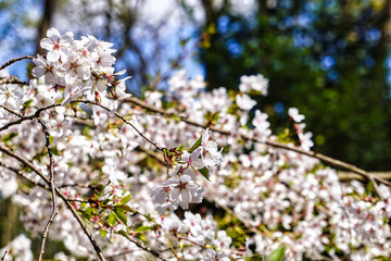 Blossom white japanese cherry tree - close-up on a branch