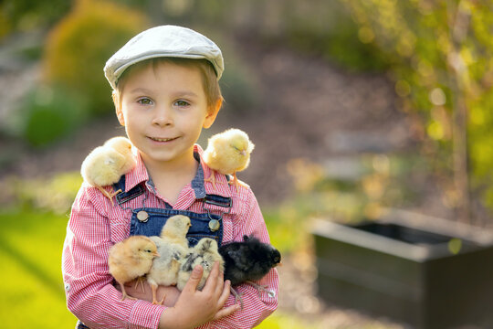 Baby Chicks Outside Images – Browse 60,214 Stock Photos, Vectors, and Video  | Adobe Stock