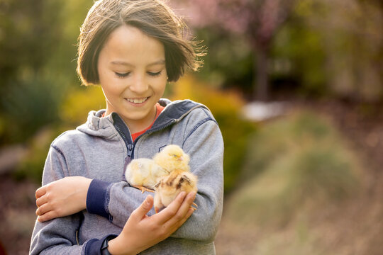 Cute sweet child, preteen boy, playing with little chicks in the park, baby chicks and kid .