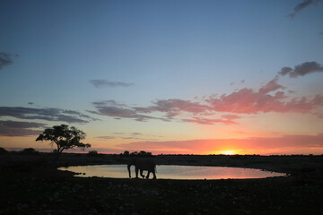 Elephant silhouette at Okaukuejo waterhole at sunset, Etosha National Park, Namibia