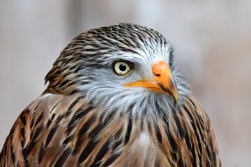 Rotmilan (Milvus milvus), Gehegeaufnahme.