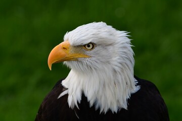 Weißkopfseeadler (Haliaeetus leucocephalus), Gehegeaufnahme.
