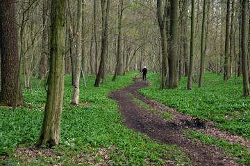 A silhouette of a man walking on a path in a floodplain forest with wild garlic. A man walking on a forest path in a floodplain hardwood forest with wild garlic. Medical walk in nature.