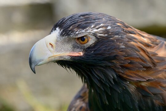 Keilschwanzadler (Aquila audax), Gehegeaufnahme.