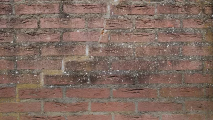 Foto op Aluminium old brick wall © Mitzy
