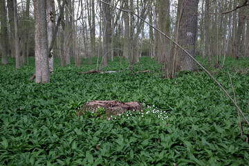 Selective focus of tree stump in floodplain forest with wild garlic and anemones. Undergrowth of bear garlic in the hardwood forest with deciduous trees and stumps.