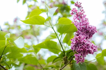 Foto op Plexiglas lilac flowers on a branch © Mitzy