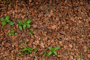 sprout in soil