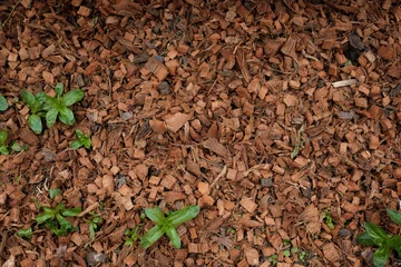 Foto auf Alu-Dibond wood bark soil © Mitzy