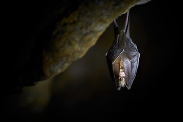 Lesser horseshoe bat hanging in a  cave (Rhinolophus hipposideros) - obrazy, fototapety, plakaty