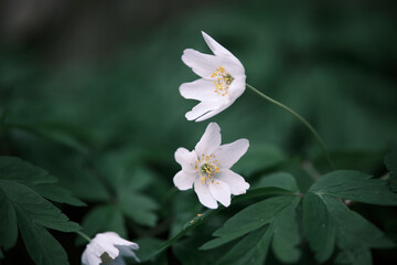 Selective focus of cool spring anemone flowers (Anemonoides nemorosa) in floodplain hardwood forest.