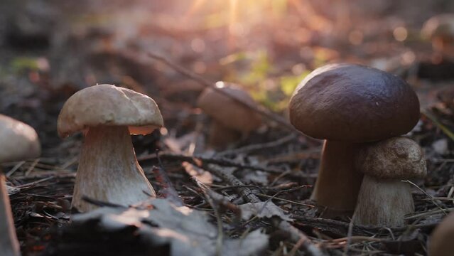 Ripe porcini mushrooms (boletus or cep) in an autumn forest, shooting from below, camera movement along a large porcini mushroom. 