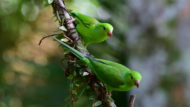 Close up view of Two Plain Parakeets walking on a branch