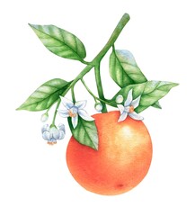 Orange is grown on a branch, juicy and ripe fruit. Blooming tree. Watercolor illustration, hand drawn on a white background. Image for design, labels, products.