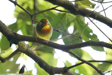 red billed leiothrix on a branch