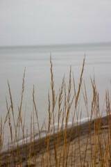 Gr&auml;ser Ostsee K&uuml;ste