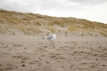 M&ouml;we an der Ostsee