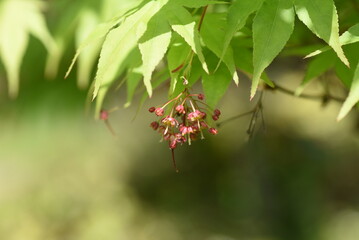 Japanese maple flowers and samara. After the flowers bloom in spring, they attach propeller-shaped samara, and then they soar in the wind and fall to the ground to sprout.