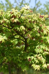 Japanese maple flowers and samara. After the flowers bloom in spring, they attach propeller-shaped samara, and then they soar in the wind and fall to the ground to sprout.